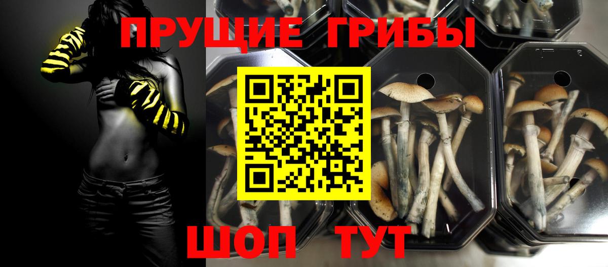 Галлюциногенные грибы Psilocybine cubensis  где купить   Вологда  Вход с VPN 